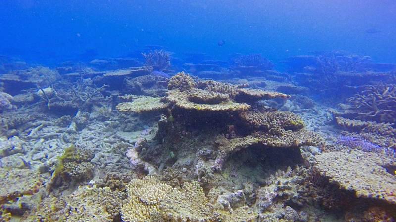  نیمی از دیواره بزرگ مرجانی استرالیا نابود شده است