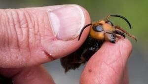 دومین زنبور قاتل از دست دانشمندان گریخت - Gooya News