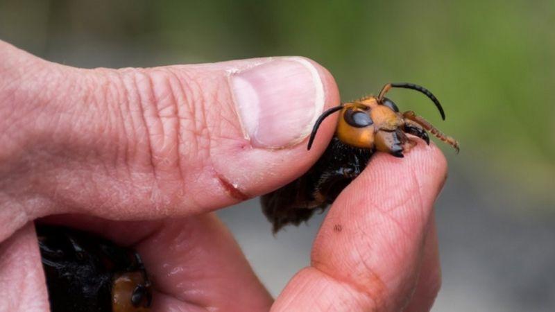  دومین 'زنبور قاتل' از دست دانشمندان گریخت