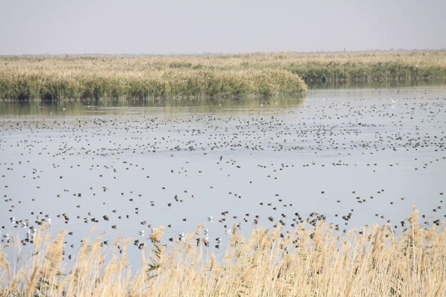 تالاب بین‌المللی "کانی‌برازان" مهاباد میزبان مهاجران پاییزی
