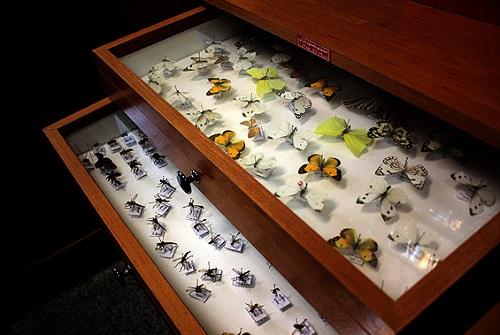 بزرگترین مجموعه حشرات و کنه‌ها در دانشگاه شهید چمران اهواز قرار دارد