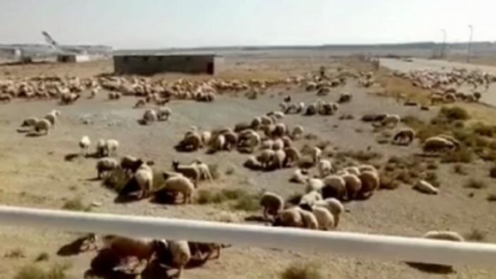 ماجرای پیاده شدن گوسفندان در بزرگترین فرودگاه ایران