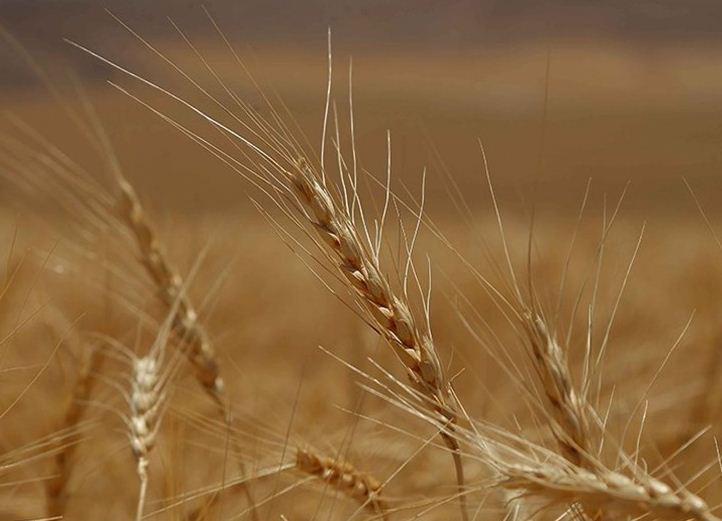 هشدار درباره کاهش تولید گندم در سال آینده/ دولت خبری از کاهش مصرف کود و پوکی گندم‌ها ندارد؟
