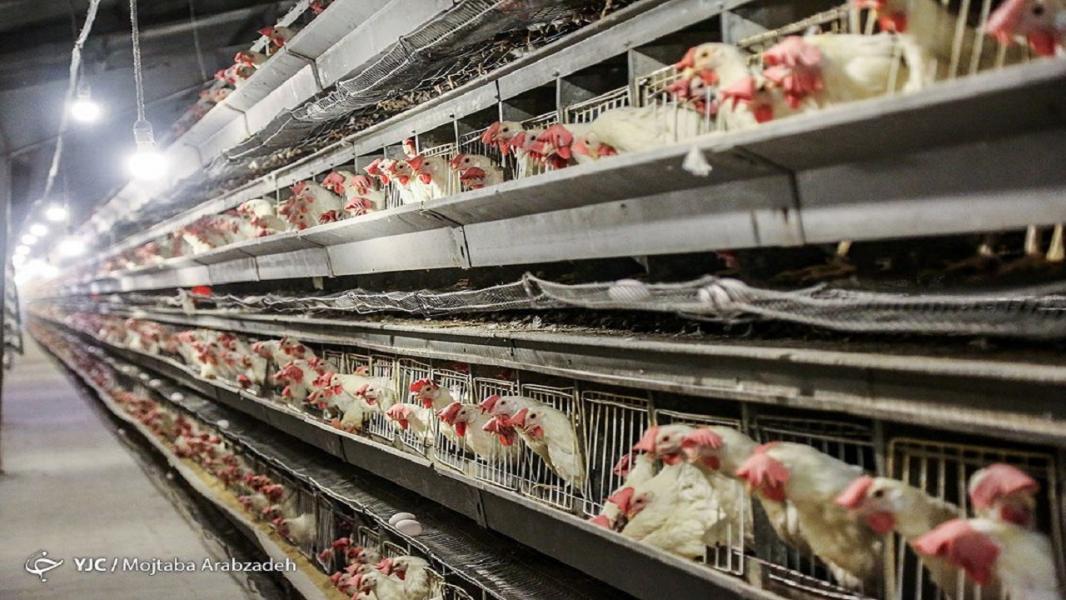 نرخ مصوب مرغ با واقعیت تولید اختلاف دارد/ قیمت هر کیلو مرغ ۲۵ هزار تومان است