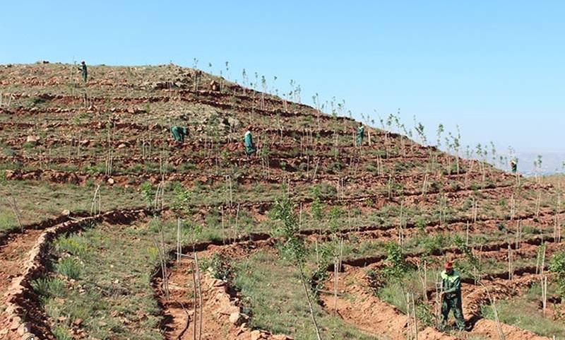 اجرای طرح توسعه جنگل کاری در ۳۸ هکتار از مراتع تویسرکان