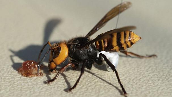 عکس| کشف و نابودسازی اولین کندوی «زنبور قاتل» در خاک آمریکا