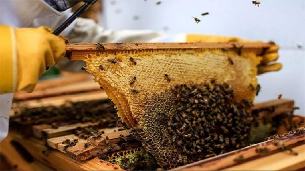 فعال بودن ۸۲۱ کلنی زنبور عسل در شهرستان در میان