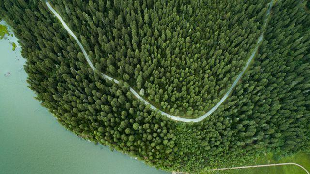  جذب دی اکسیدکربن جنگل های نوکاشته چین 'بیش از تصور قبلی است'
