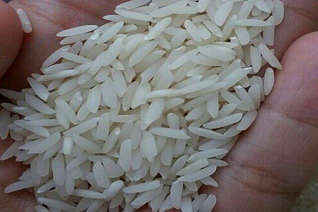 خرید برنج هاشمی از گیلان کشت