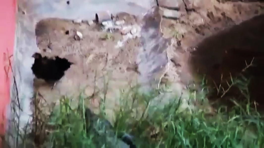 شکار پردردسر مرغ توسط کروکودیل در برابر گریه بازدیدکنندگان باغ وحش + فیلم