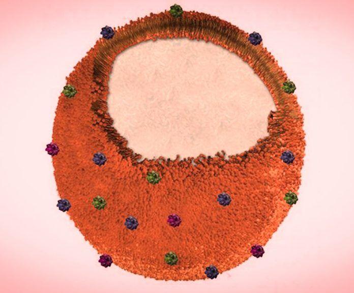 تجاری‌سازی نانواسفنج‌ برای جلوگیری از مقاومت دارویی باکتری‌ها