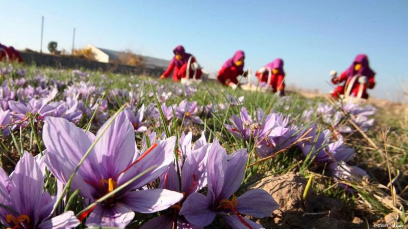 خرید حمایتی زعفران از کشاورزان خراسان جنوبی از شنبه، ۱۷ آبان آغاز می‌شود