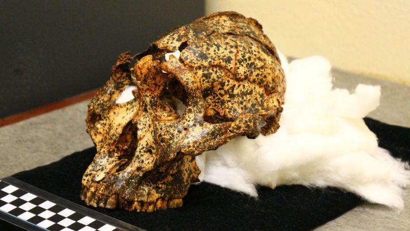  جمجمه دو میلیون ساله 'عموزاده' اجداد انسان پیدا شد