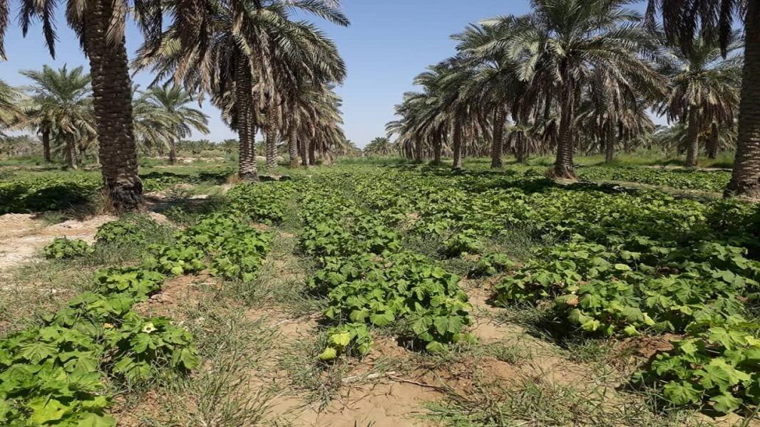کشت پاییزه محصولات کشاورزی در آبادان