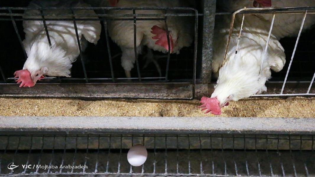نرخ واقعی هر کیلو مرغ گرم ۲۶ هزار تومان/ درصد پروتئین سویا دولتی استاندارد نیست