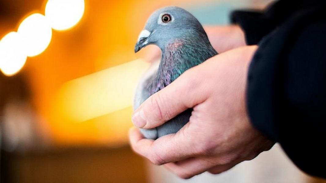 کفترباز چینی کبوتر بلژیکی را ۱.۶ میلیون یورو خرید
