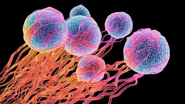 نانوژل‌ها داروی شیمی‌درمانی را در تومور‌های سرطانی رها می‌سازند