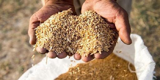 کشف ۲۰ تن گندم احتکار شده در دامغان