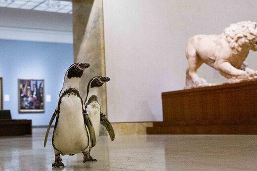 ببینید | از ورزشگاه فوتبال تا موزه هنری؛ راز جذاب پنگوئن‌هایی که همه جا هستند!