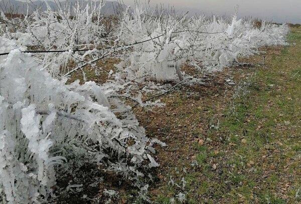 کشاورزان استان تهران مراقب سرمازدگی باغ ها و محصولات باشند