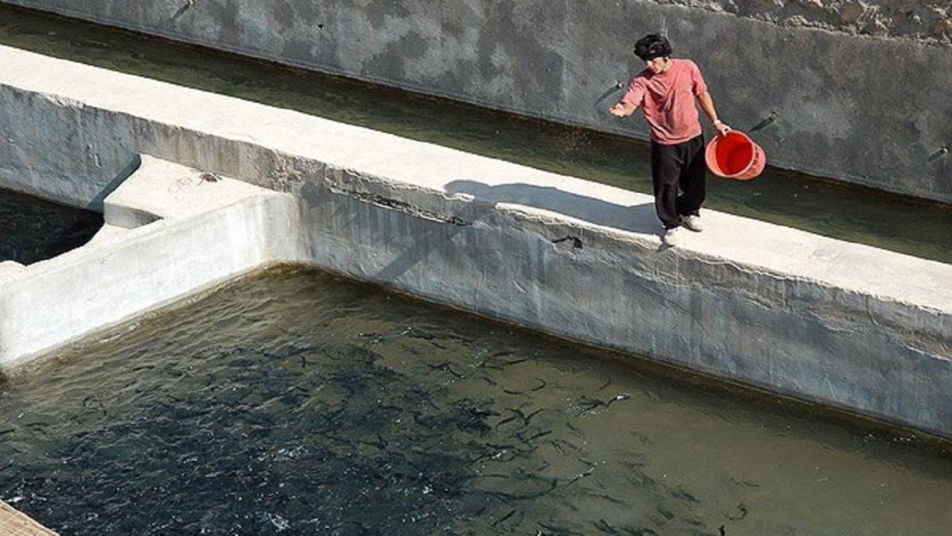 تولید ماهیان سردابی در کرمانشاه به حدود ۱۴ هزار تن می‌رسد