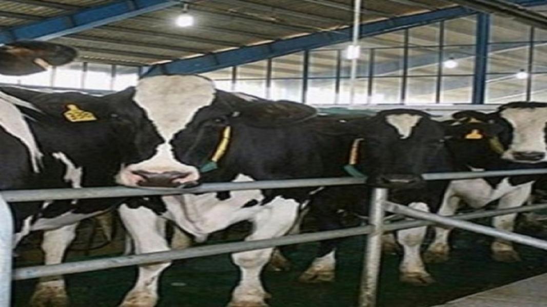 آغاز عملیات اجرایی دامپروری ۶ هزار راسی گاو شیری در آرادان