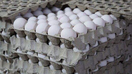 کاهش قیمت تخم مرغ در روزهای آینده