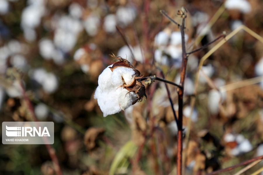 سرمای پاییز به مزارع پنبه و ذرت علوفه‌ای خوشاب خسارت زد