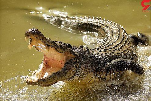 تمساح دریاچه چیتگر پیدا شد! +عکس