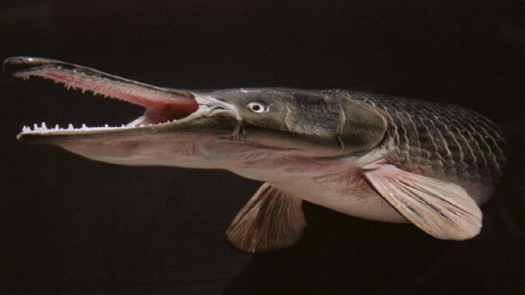 ماهی سرسوسماری بزرگترین ماهی آبهای شیرین دنیا