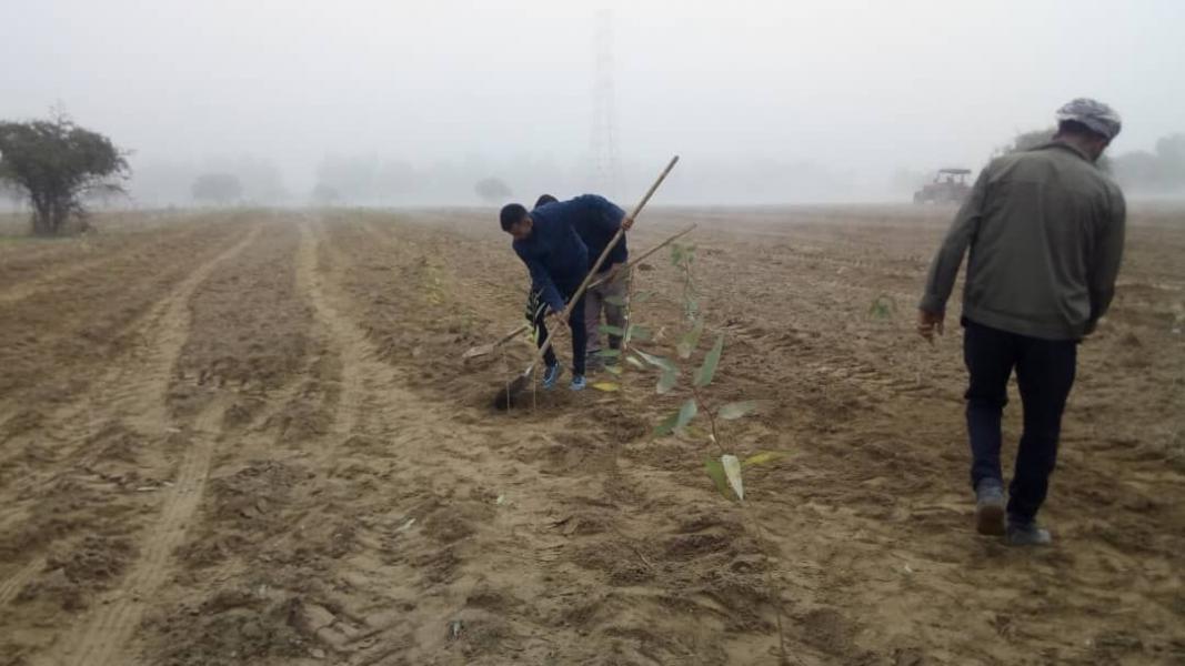 طرح توسعه فضای سبز در واحدهای هفتگانه نیشکری خوزستان آغاز شد