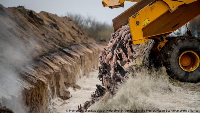  دانمارک لاشه ۴ میلیون راسو را از خاک بیرون می کشد و می سوزاند