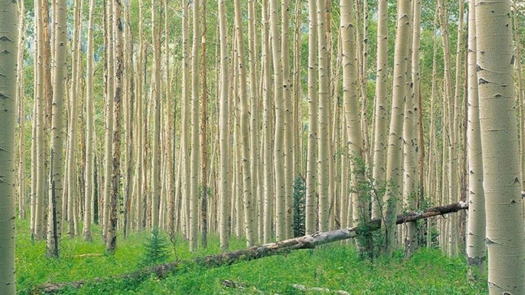 اجرای طرح زراعت چوب در از اراضی ملی جهرم