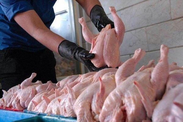 زنجیره تولید گوشت مرغ در استان بوشهر تکمیل می‌شود