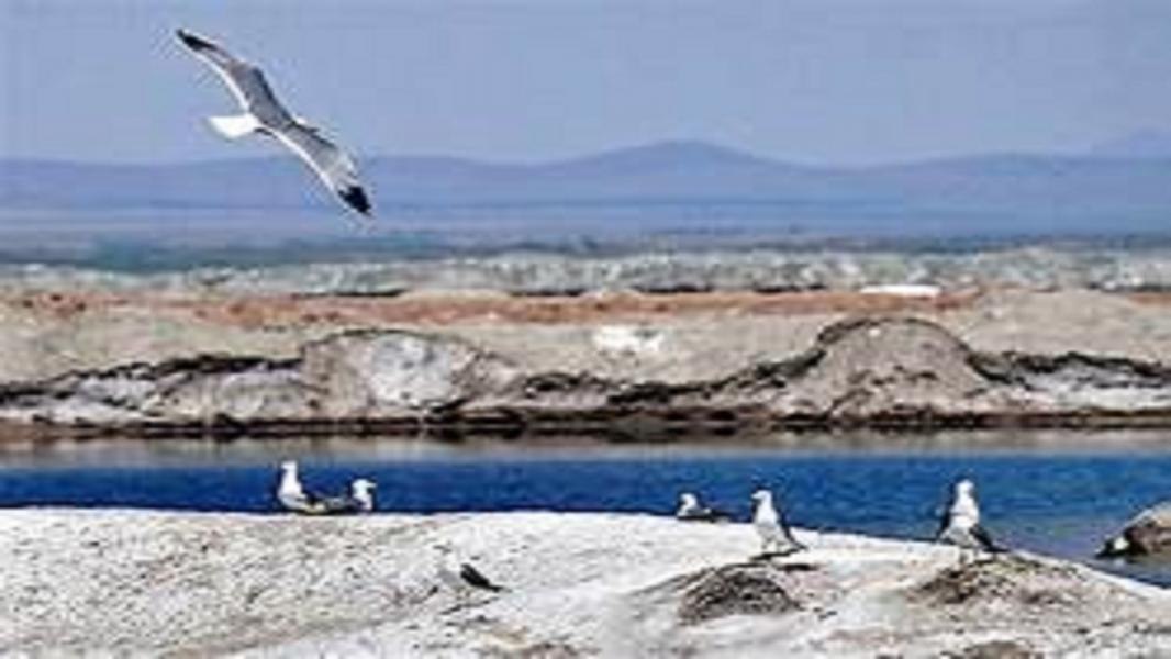 نبض تالاب‌های لرستان به دور از آنفلوانزای فوق حاد پرندگان مهاجر می زند