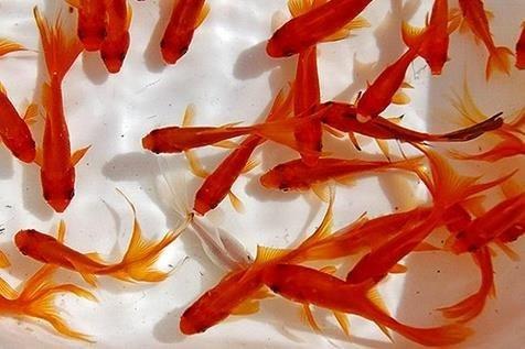 توصیه‌های بهداشتی درباره نگهداری ماهی قرمز در ایام کرونایی
