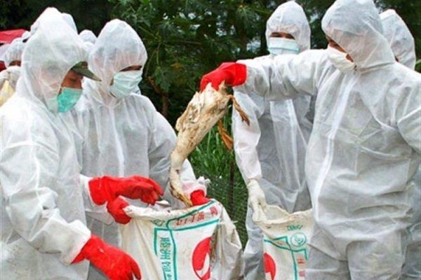 شناسایی و مهار دو کانون بیماری آنفلوانزای فوق حاد پرندگان در سقز
