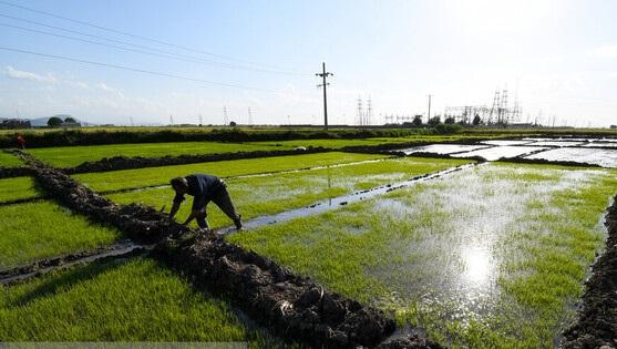 ممنوعیت کشت برنج در سال آینده لغو می‌شود
