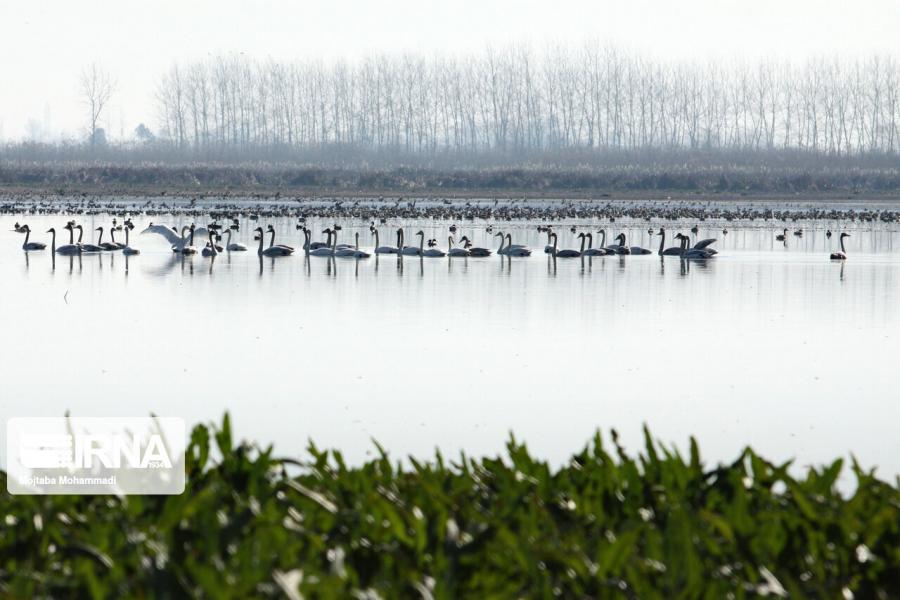 آبگیرهای جنوب تهران و جای خالی پرنده‌نگری