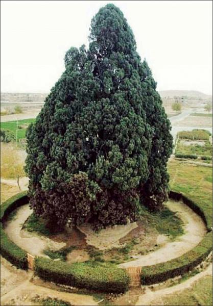 خاص‌ترین درخت‌های ایران