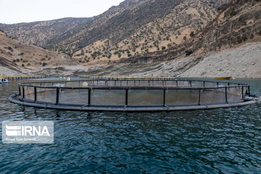 پرووش ماهی آزاد در قفس‌های مستقر در دریای خزر