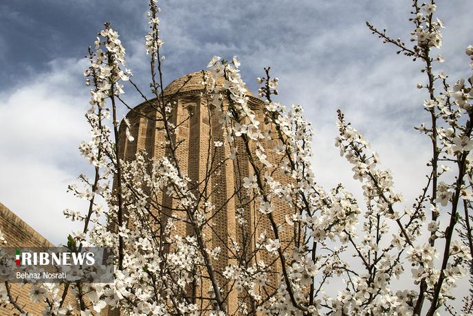 شکوفه‌های بهاری در شاهرود