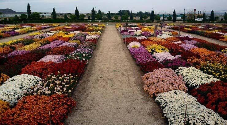 سفری پر از رنگ و زیبایی به بهشت افسانه‌ای ایران/ زیبایی‌های هلند را در کشور خودمان ببینیم