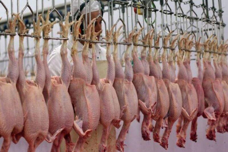 نظارت‌ بر زنجیره‌ تولید و توزیع مرغ در قزوین شبانه روزی شده است