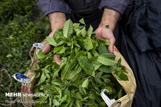 آغاز عقد قرار داد با کارخانجات چایسازی برای خرید برگ سبز چای