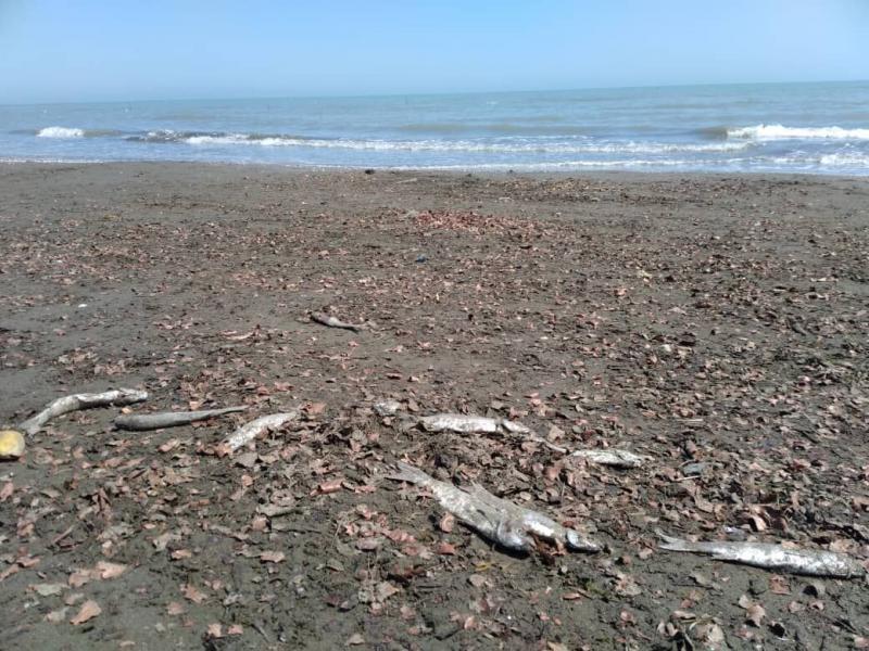 تلف شدن ماهی‌های کفال در ساحل آستارا