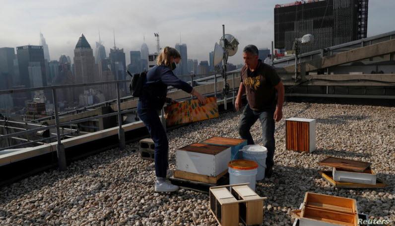  پرورش زنبور عسل بر بام آسمان خراش ها و باغچه های کوچک شهر نیویورک؛ تلاشی برای نجات زنبورها از خطر انقراض