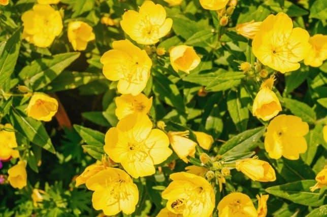 ۱۵ گل زیبا که در شب شکوفا می‌شوند + تصاویر