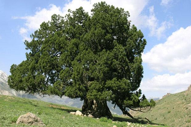 نیمی از درخت سرو ۲۷۰۰ ساله شهرستانک شکسته شد