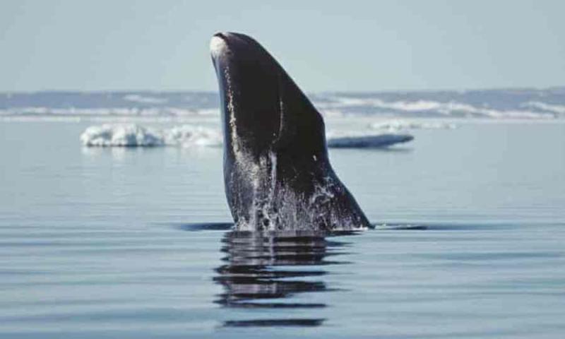 ذوب شدن یخ های قطب شمال شیوه زندگی نهنگ ها را تغییر داده‌است